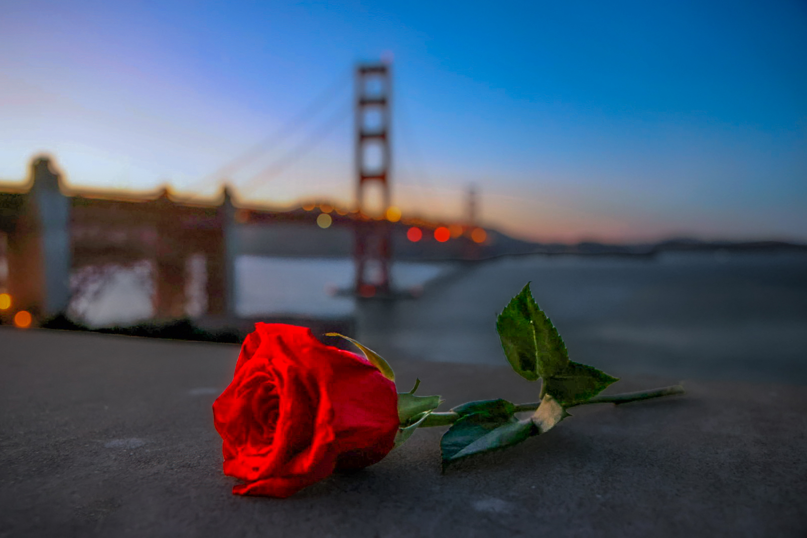 Rose at the Golden Gate Bridge